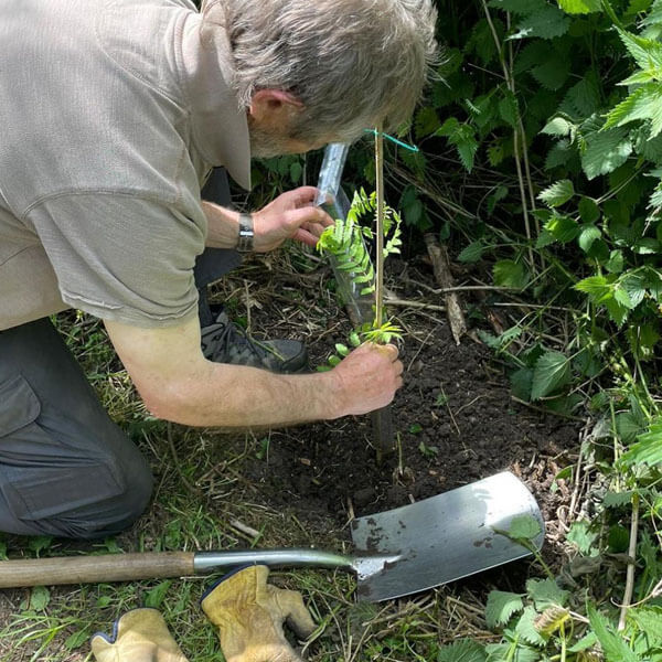 Planting tree saplings, Tollesbury