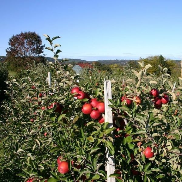 Apple trees in orchard