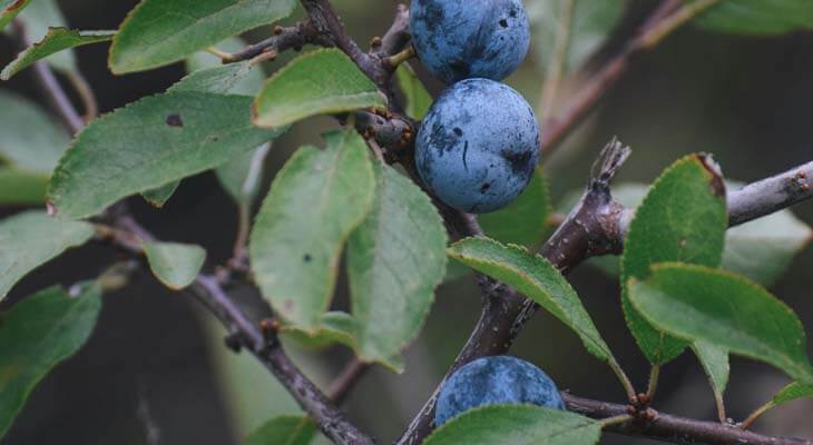 TCP sloes growing on a sloe bush