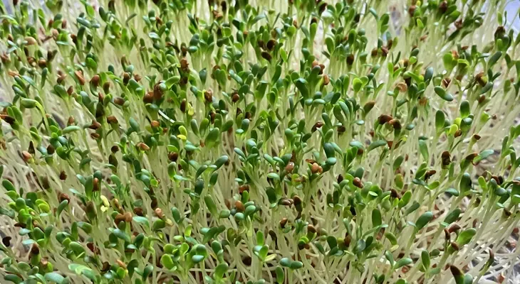 Sprouted alfalfa